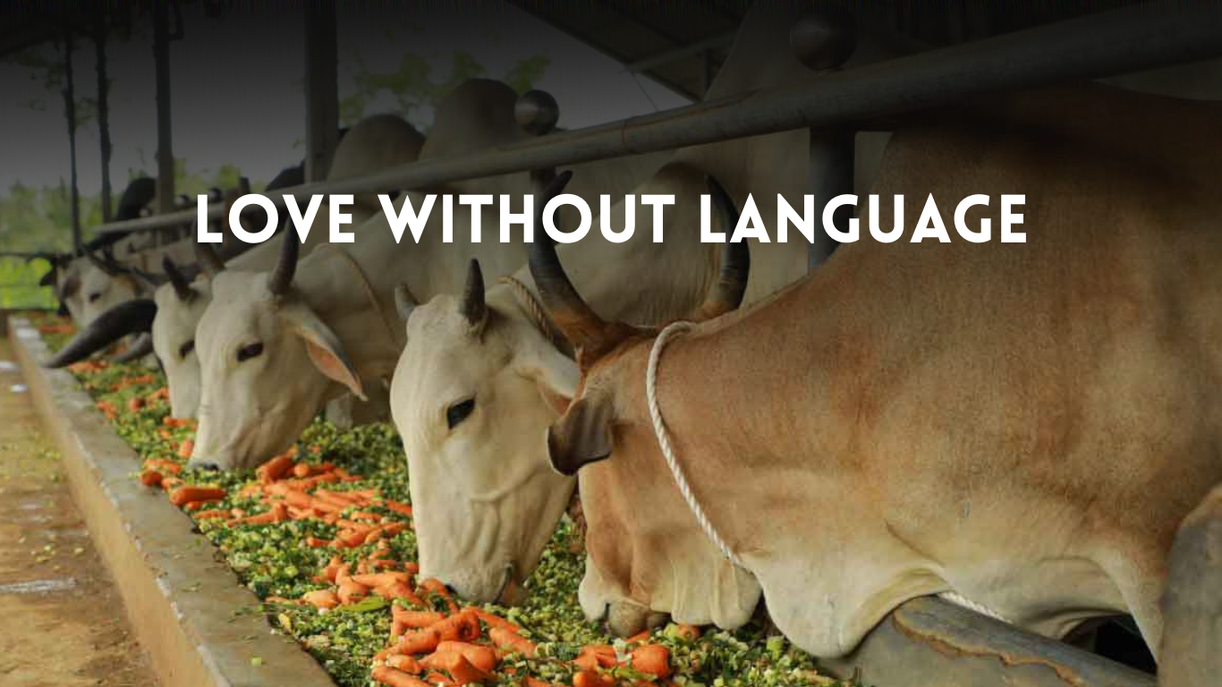 Love Without Language initiative